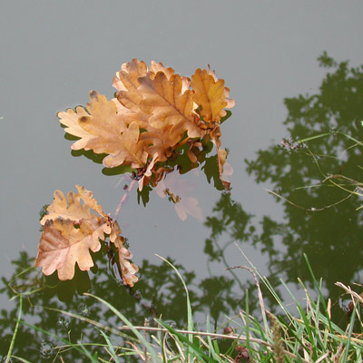 Er drijven een paar bruine eikenbladeren op het water. 