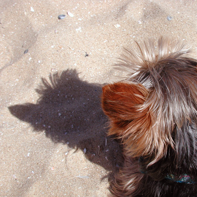 Bobbe’s rechtopstaande kuifje werpt een kartelvormige schaduw op het zand, aan weerszijden afgebakend door de driehoekige vorm van de oortjes