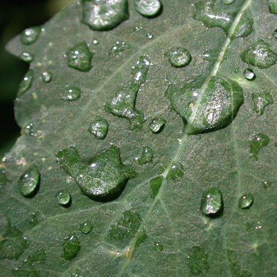 De regendruppels op de blaadjes van de rododendronstruik naast haar liggen als kleine zilveren parels te verdampen in de zon 