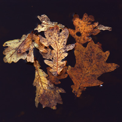 Haar blik blijft even rusten op een afbeelding van goudgele herfstbladeren in inktzwart water