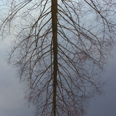 Het is de weerspiegeling van de boom in het water