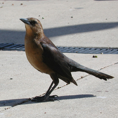 Vlak achter staat een ranke, bruine vogel op dunne, hoge pootjes, die zich net boven de enkelgewrichten verdikken waardoor het lijkt of hij een broekje aan heeft.
