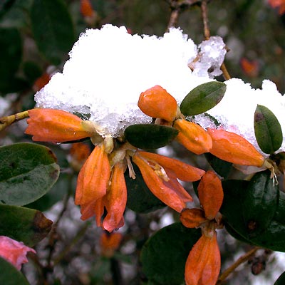 ”Mijn oranje azalea is volgens mij bevroren want hij was al aan het bloeien toen die kou kwam.”