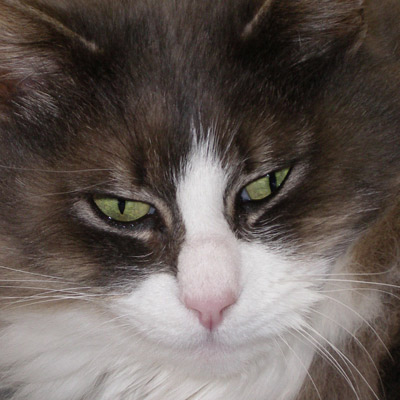 Manon streelt de prachtige grijze kat die haar met met zijn lichtgroene ogen aandachtig aankijkt.