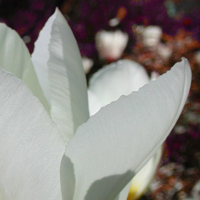 Witte, tere tulpenblaadjes